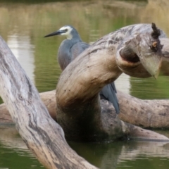 Egretta novaehollandiae at Paddys River, ACT - 29 Mar 2022 04:32 PM