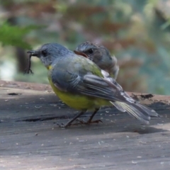 Eopsaltria australis (Eastern Yellow Robin) at Tidbinbilla Nature Reserve - 29 Mar 2022 by RodDeb