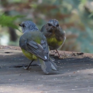 Eopsaltria australis at Paddys River, ACT - 29 Mar 2022