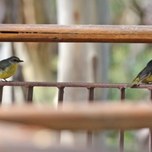 Eopsaltria australis at Paddys River, ACT - 29 Mar 2022