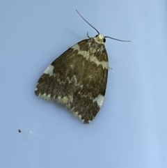 Halone pteridaula (a Lichen moth) at Jerrabomberra, NSW - 30 Mar 2022 by SteveBorkowskis