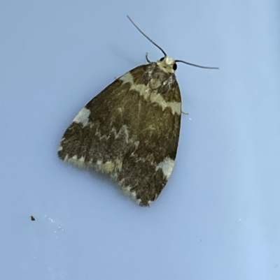 Halone pteridaula (a Lichen moth) at Jerrabomberra, NSW - 30 Mar 2022 by Steve_Bok