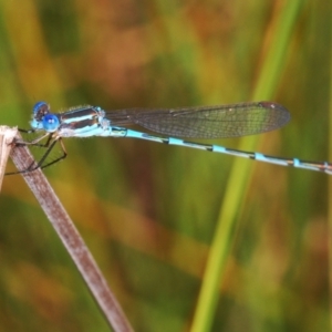 Austrolestes leda at Stromlo, ACT - 21 Mar 2022 05:13 PM