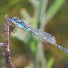 Austrolestes leda at Stromlo, ACT - 21 Mar 2022 05:13 PM