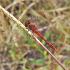 Diplacodes bipunctata (Wandering Percher) at Stromlo, ACT - 21 Mar 2022 by Harrisi