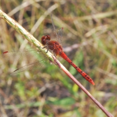 Diplacodes bipunctata (Wandering Percher) at Stromlo, ACT - 21 Mar 2022 by Harrisi