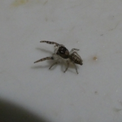 Unidentified Jumping or peacock spider (Salticidae) at Belconnen, ACT - 30 Mar 2022 by JohnGiacon