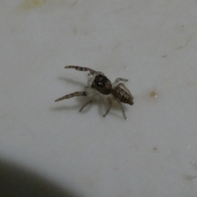 Salticidae (family) (Jumping spider) at Belconnen, ACT - 30 Mar 2022 by JohnGiacon