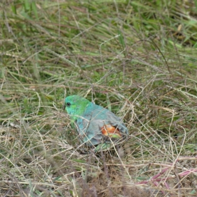 Psephotus haematonotus (Red-rumped Parrot) at Emu Creek - 10 Mar 2022 by JohnGiacon