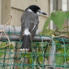 Cracticus torquatus (Grey Butcherbird) at Belconnen, ACT - 10 Mar 2022 by jgiacon