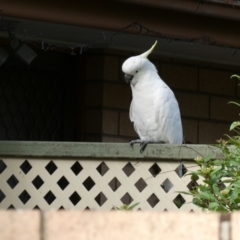 Cacatua galerita (Sulphur-crested Cockatoo) at Flea Bog Flat to Emu Creek Corridor - 6 Mar 2022 by JohnGiacon