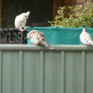 Cacatua sanguinea at Belconnen, ACT - 26 Mar 2022 09:04 AM