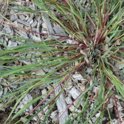 Setaria sp. (Pigeon Grass) at Belconnen, ACT - 10 Mar 2022 by jgiacon