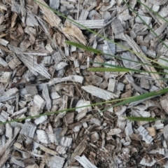 Setaria sp. at Belconnen, ACT - 10 Mar 2022