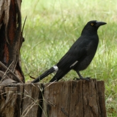 Strepera graculina (Pied Currawong) at Bruce, ACT - 6 Mar 2022 by JohnGiacon