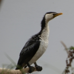 Microcarbo melanoleucos (Little Pied Cormorant) at Oaks Estate, ACT - 26 Mar 2022 by Paul4K