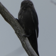 Artamus cyanopterus cyanopterus (Dusky Woodswallow) at Boro - 28 Mar 2022 by Paul4K