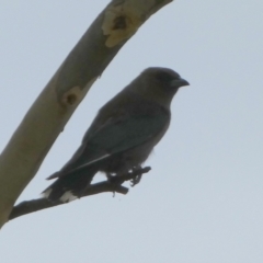 Artamus cyanopterus at Boro, NSW - suppressed