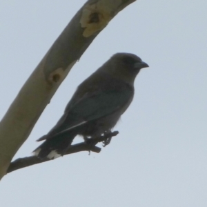 Artamus cyanopterus at Boro, NSW - suppressed