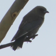 Artamus cyanopterus at Boro, NSW - suppressed