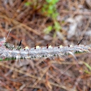 Lasiocampidae (family) immature at Boro, NSW - 30 Mar 2022