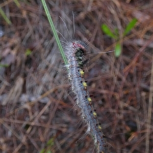 Lasiocampidae (family) immature at Boro, NSW - suppressed