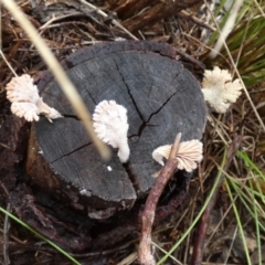 Schizophyllum commune (Split Gill Fungus) at QPRC LGA - 29 Mar 2022 by Paul4K