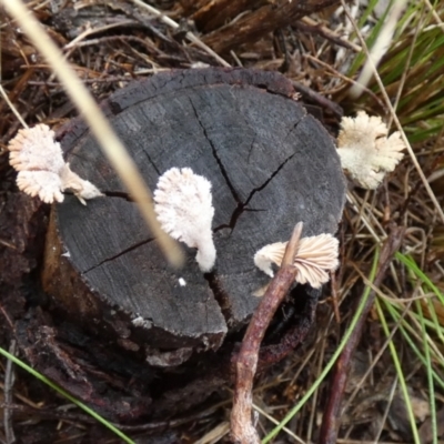 Schizophyllum commune (Split Gill Fungus) at Mayfield, NSW - 29 Mar 2022 by Paul4K