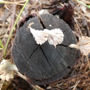 Schizophyllum commune at Mayfield, NSW - suppressed