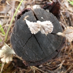 Schizophyllum commune at Mayfield, NSW - suppressed