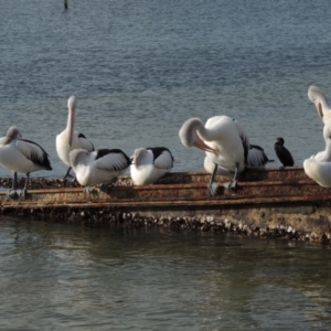 Pelecanus conspicillatus at Merimbula, NSW - 16 Jul 2020