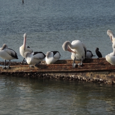 Pelecanus conspicillatus (Australian Pelican) at Pambula - 16 Jul 2020 by michaelb