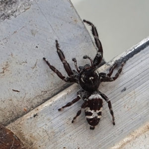 Sandalodes superbus at Yass River, NSW - 29 Mar 2022 02:52 PM