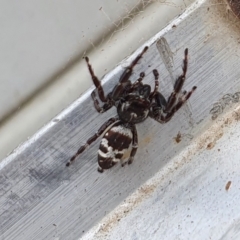 Sandalodes superbus at Yass River, NSW - 29 Mar 2022 02:52 PM