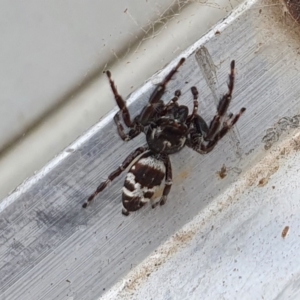 Sandalodes superbus at Yass River, NSW - 29 Mar 2022 02:52 PM