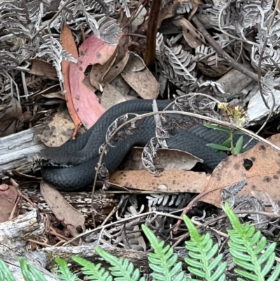 Austrelaps ramsayi (Highlands Copperhead) at Tinderry, NSW - 30 Mar 2022 by GarryB