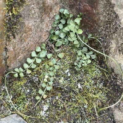 Asplenium flabellifolium (Necklace Fern) at Namadgi National Park - 30 Mar 2022 by JaneR