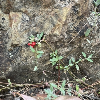 Einadia nutans (Climbing Saltbush) at Booth, ACT - 30 Mar 2022 by JaneR