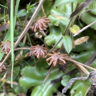 Marchantia sp. (genus) (A Liverwort) at Namadgi National Park - 30 Mar 2022 by JaneR