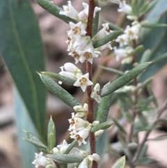 Monotoca scoparia (Broom Heath) at Booth, ACT - 30 Mar 2022 by JaneR