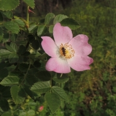 Rosa rubiginosa (Sweet Briar, Eglantine) at Paddys River, ACT - 30 Nov 2021 by MichaelBedingfield