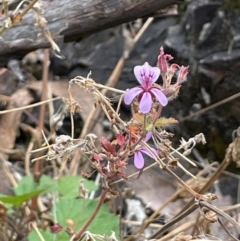 Pelargonium australe (Austral Stork's-bill) at Booth, ACT - 30 Mar 2022 by JaneR