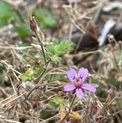 Pelargonium australe at Booth, ACT - 30 Mar 2022 03:22 PM