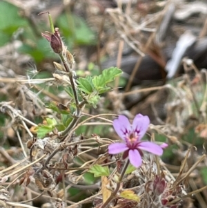 Pelargonium australe at Booth, ACT - 30 Mar 2022 03:22 PM