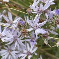 Olearia floribunda (Heath Daisy-bush) at Booth, ACT - 30 Mar 2022 by JaneR