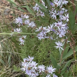 Olearia floribunda at Booth, ACT - 30 Mar 2022