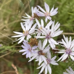 Olearia floribunda at Booth, ACT - 30 Mar 2022