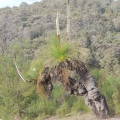 Xanthorrhoea glauca subsp. angustifolia (Grey Grass-tree) at Tidbinbilla Nature Reserve - 30 Nov 2021 by michaelb
