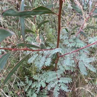 Acacia rubida (Red-stemmed Wattle, Red-leaved Wattle) at Booth, ACT - 30 Mar 2022 by JaneR