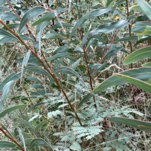 Acacia rubida at Booth, ACT - 30 Mar 2022